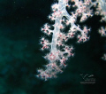   lighting soft corals  